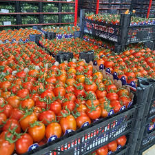 Tomatoes